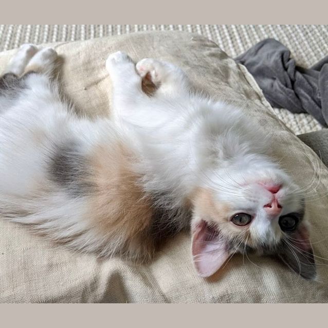 Photo of Coco And Luna