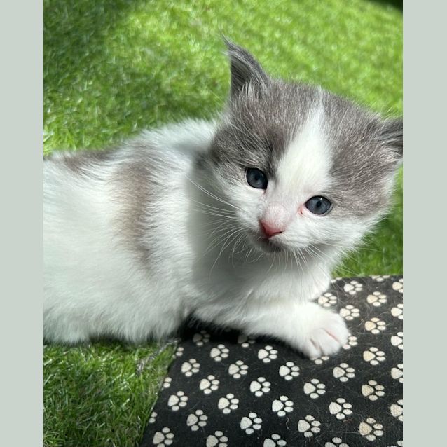 Photo of Latte (Located In Rowville)