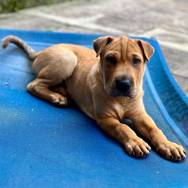 Photo of Gulliver