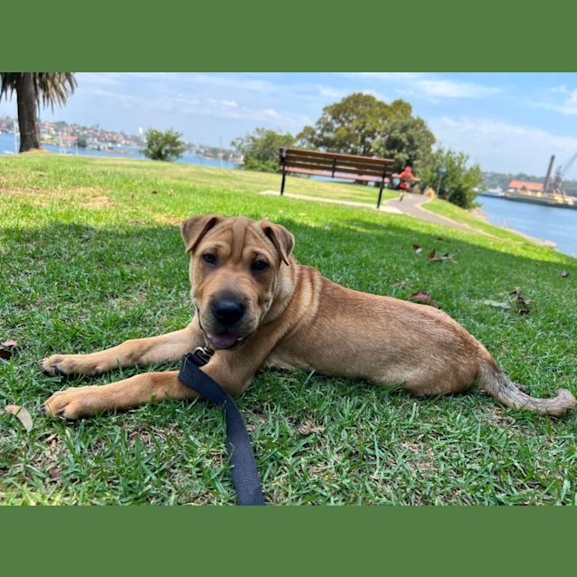 Photo of Gulliver