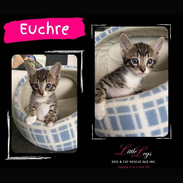 Photo of Euchre