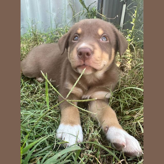 Photo of Marlowe