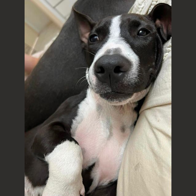 Photo of Sage