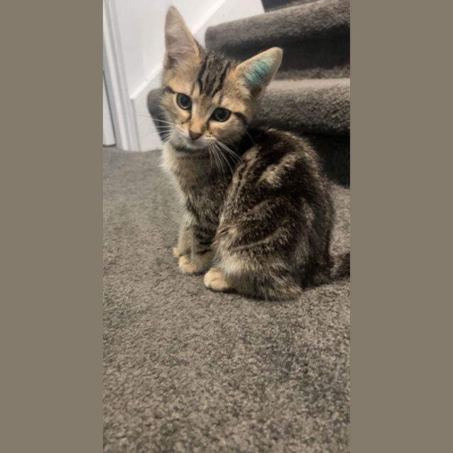 Photo of Cookie