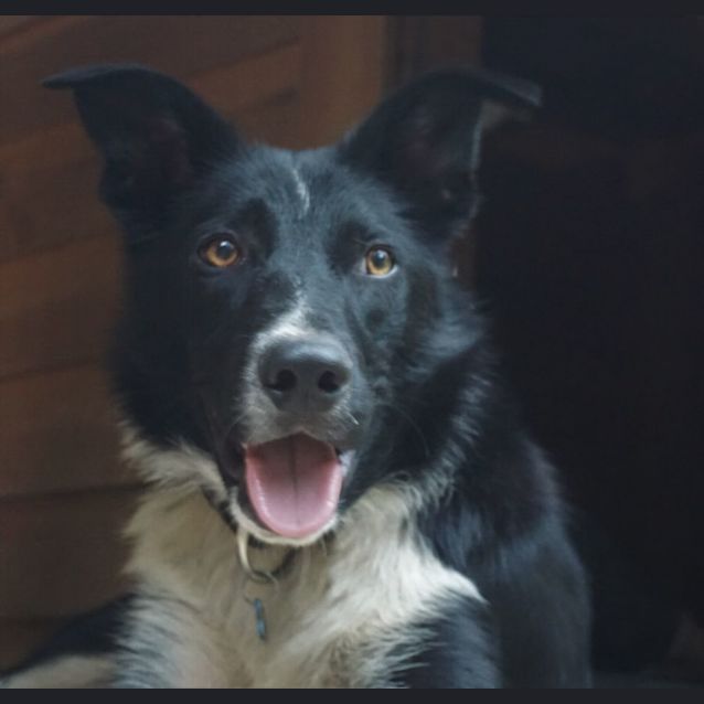 Photo of Joey