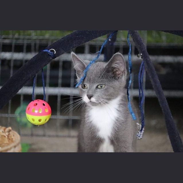 Photo of Kevin ~ Adopt Me @ Petstock Hastings 