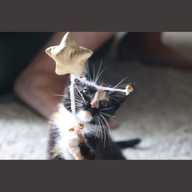 Photo of Brick ~ Adopt Me @ Petstock Hastings 