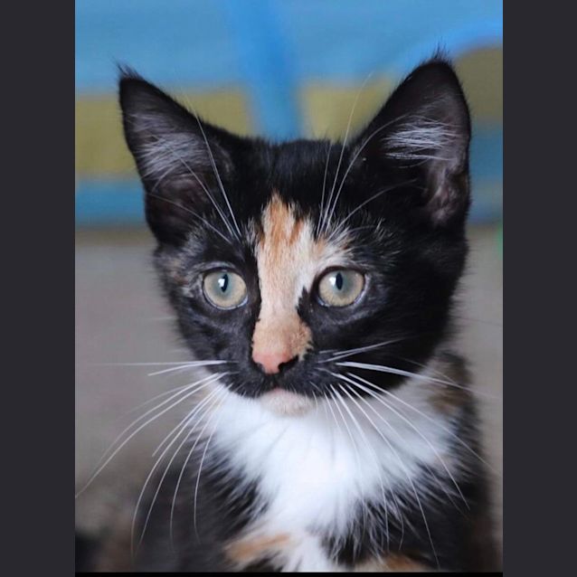 Brick Adopt Me Petstock Hastings Female Domestic Short Hair Cat