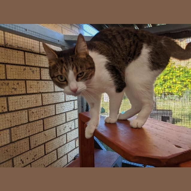 Photo of Cookie