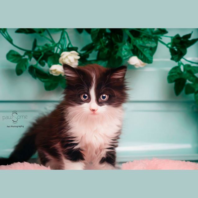 Photo of Arrax **2nd Chance Cat Rescue**