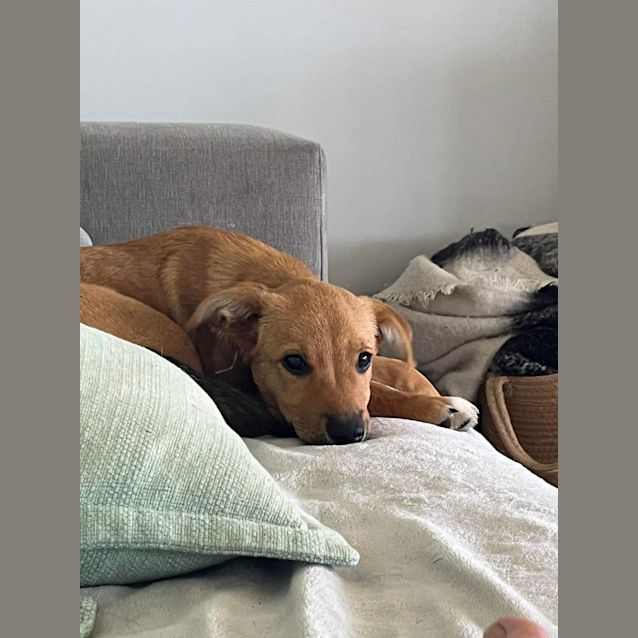 Photo of Sugar