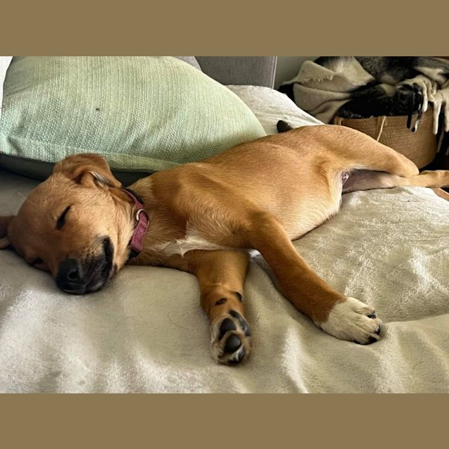 Photo of Sugar