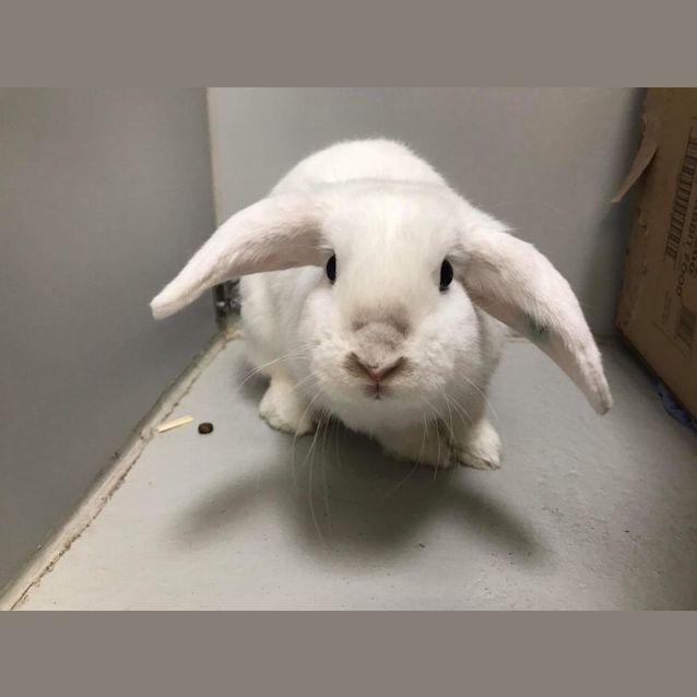 Photo of Snowflake (5138)