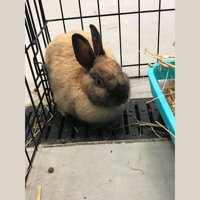 Photo of Elsa (5870)