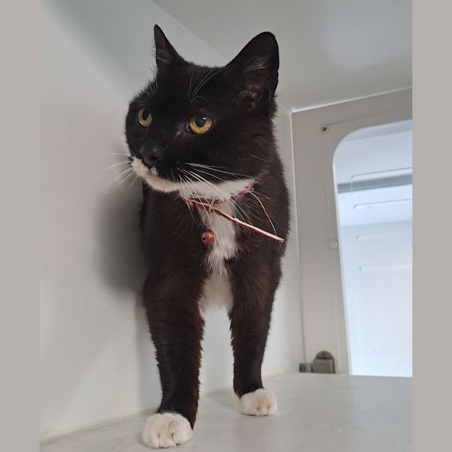 Photo of Lola (5282)