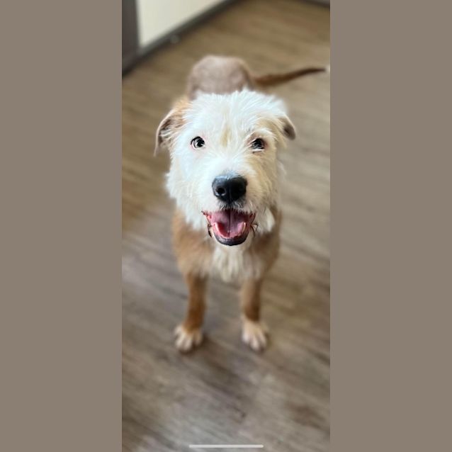 Photo of Little Elmo 
