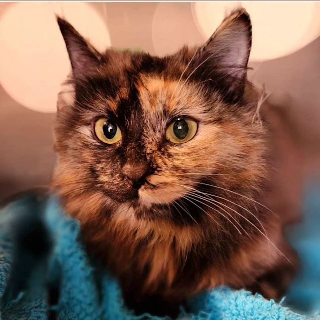 Photo of Angelica (Located In Werribee South)