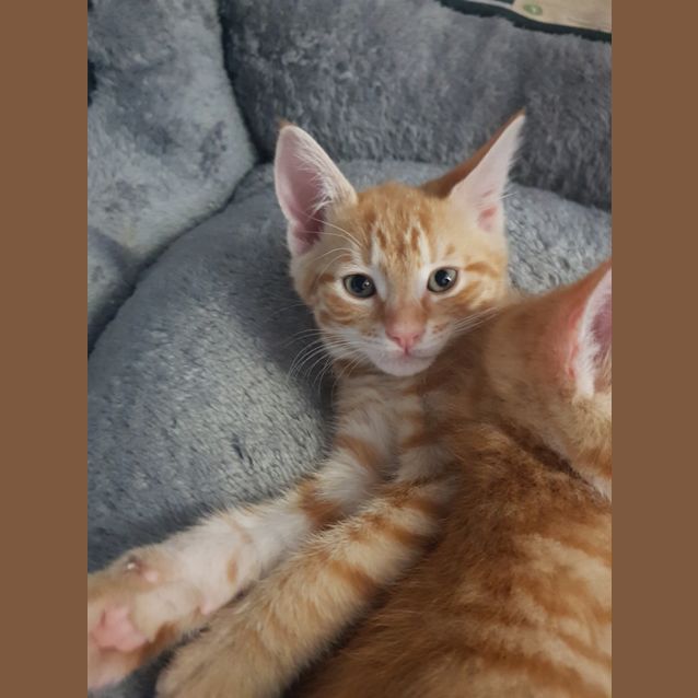 Photo of Snickers 