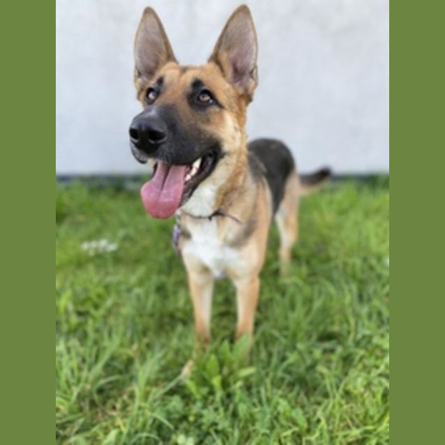 Photo of Roxy (58080)