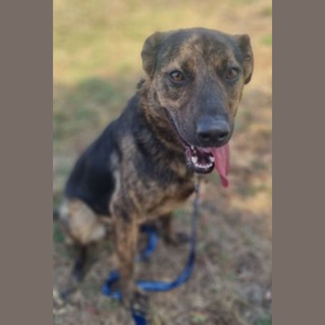Photo of Whisper (59249)