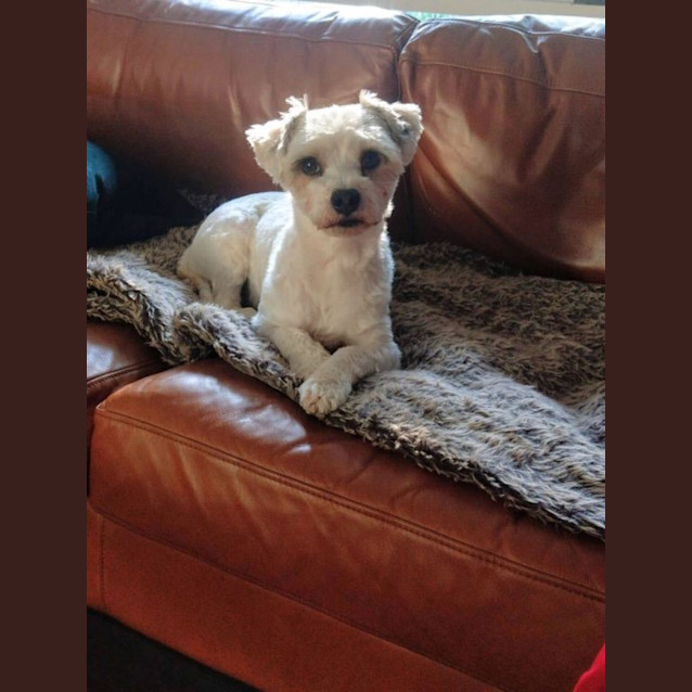 Photo of Zorro Nightingale