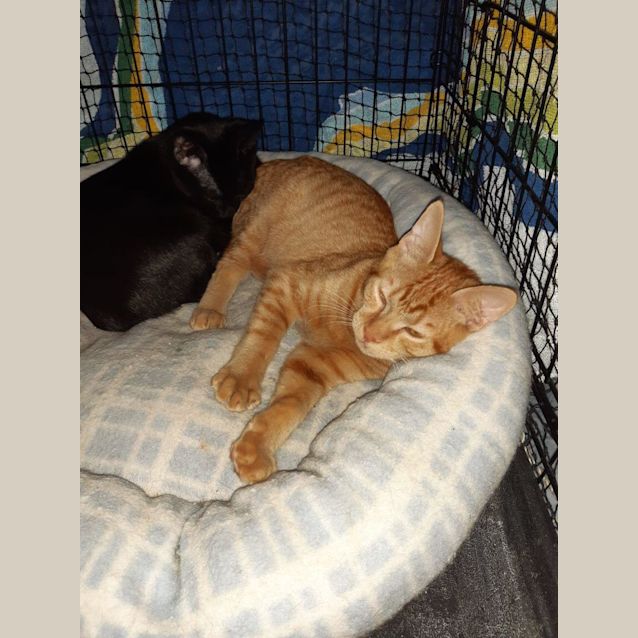 Photo of Miti & Cheeto