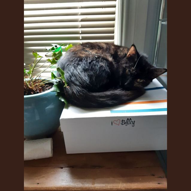 Photo of Miti & Cheeto