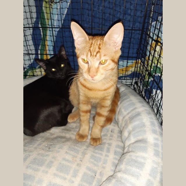 Photo of Miti & Cheeto