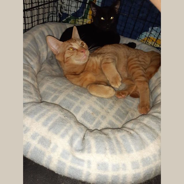 Photo of Miti & Cheeto