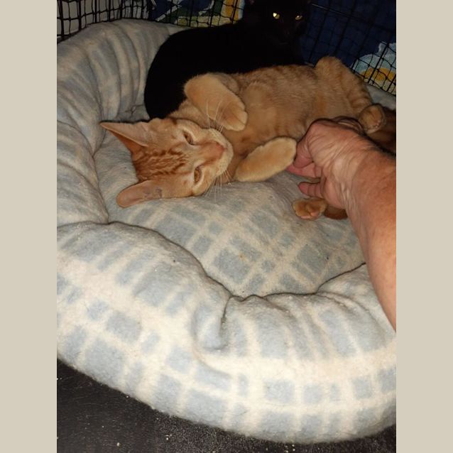 Photo of Miti & Cheeto