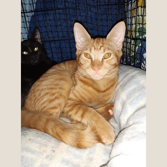 Photo of Miti & Cheeto