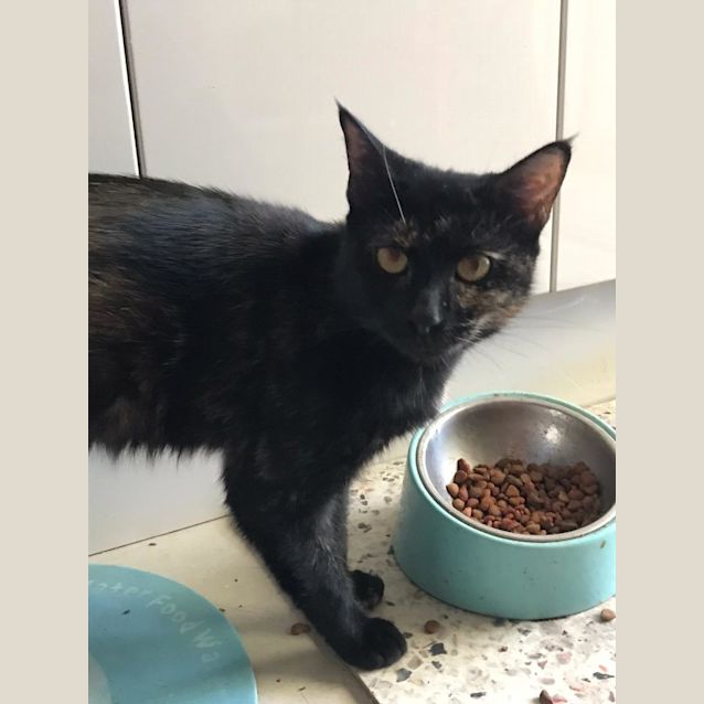 Photo of Miti & Cheeto