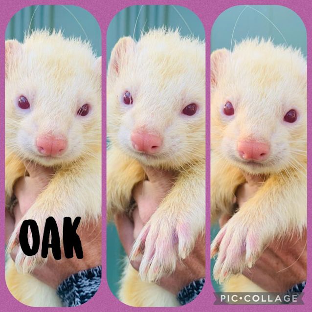 Photo of Oak