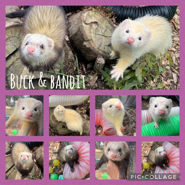 Photo of Buck & Bandit