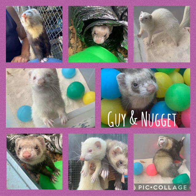 Photo of Guy & Nugget