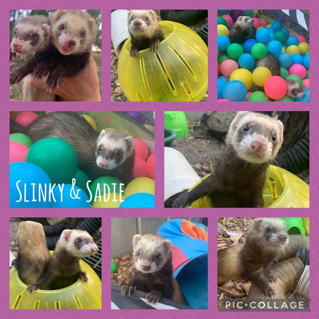 Photo of Slinky & Sadie