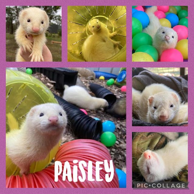 Photo of Paisley