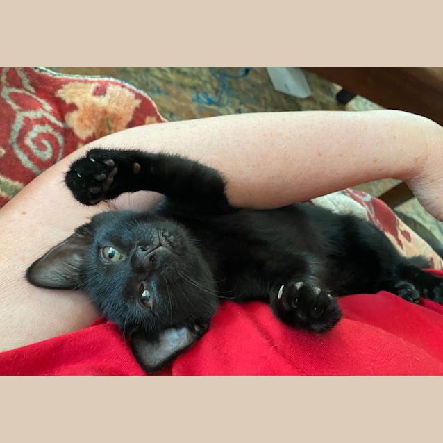 Photo of Sassy