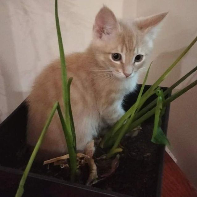 Photo of Archer