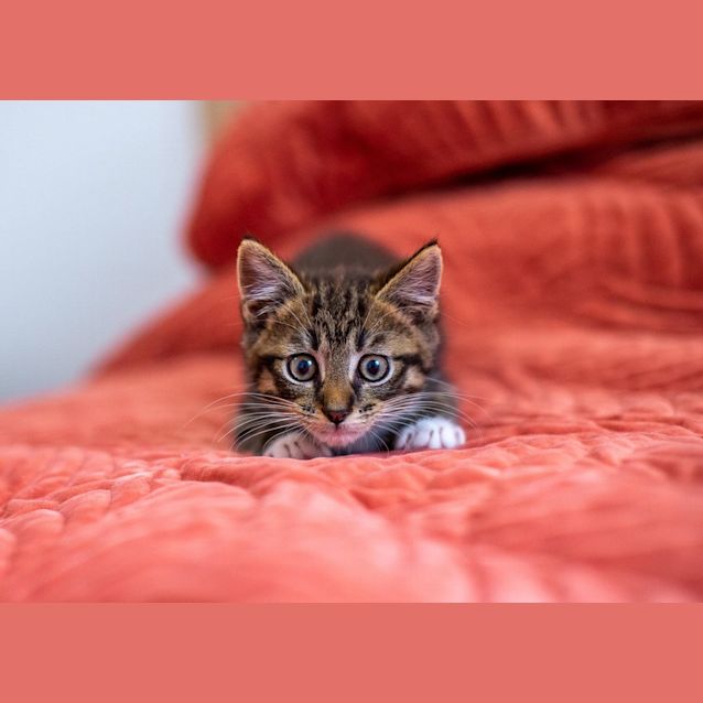 Photo of Mischievous