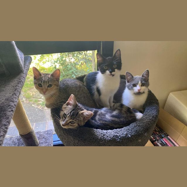 Photo of Bandit China India