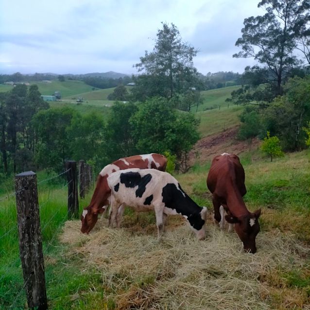 Photo of Jess Jess   Oak   Finley And Winston