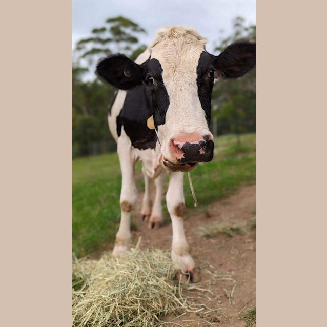 Photo of Jess Jess   Oak   Finley And Winston