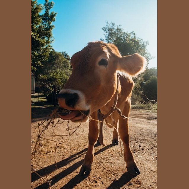 Photo of Jess Jess   Oak   Finley And Winston