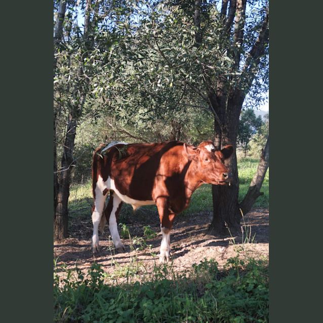 Photo of Jess Jess   Oak   Finley And Winston