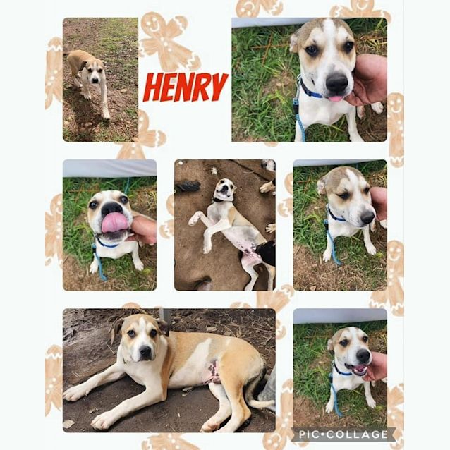 Photo of Henry