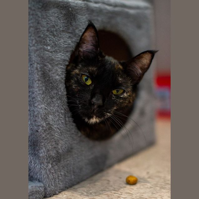 Photo of Kali