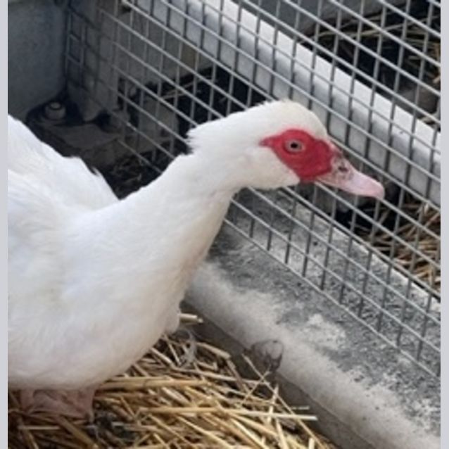 Photo of Daffodil