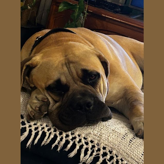 Photo of Hobbes