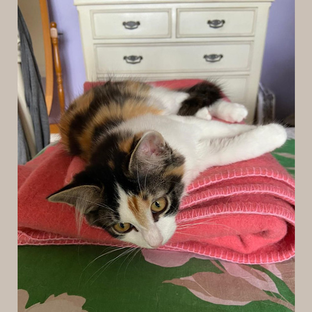 Photo of Sawyer ^^Dandy Cat Rescue^^